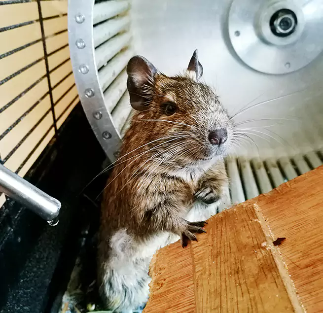 Why Homeowners & Businesses Trust Us St. Charles, IL